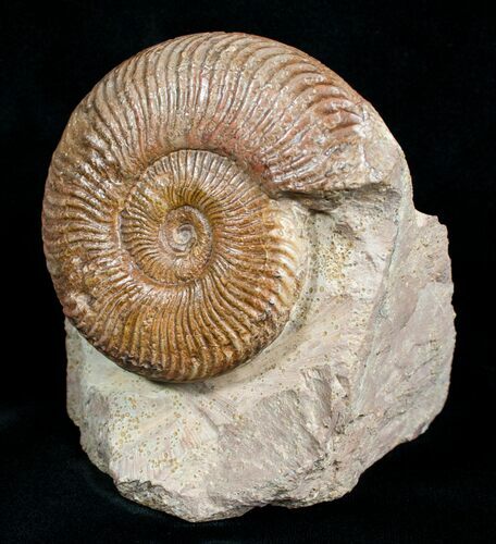 Pseudogrammoceras Ammonite - France #4499